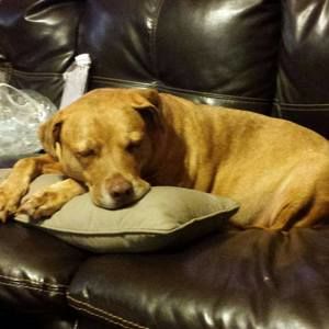 Meet your Posher, Terry